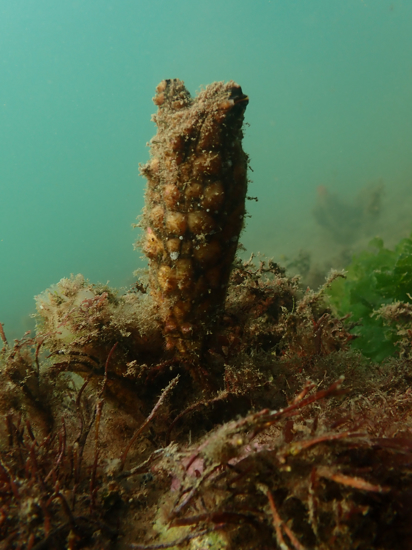 Clubbed Tunicate Anna Kellagher 4