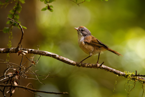 Brown Creeper Mohoua Novaeseelandiae Pipipi Small Bird Adobestock 388123614