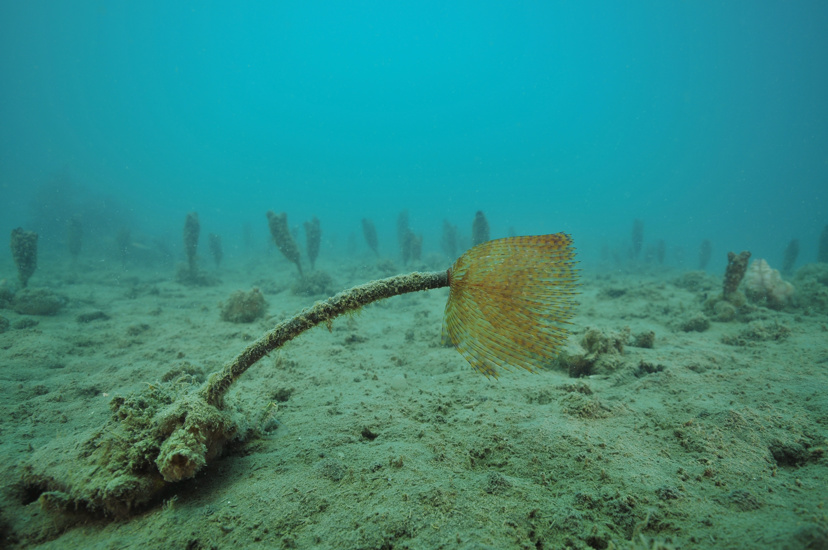 Mediterranean Fanworm Sabella Spallanzanii On Flat Muddy Bottom With Field Of Club Tunicates Styela Clava In Background Adobestock 134410605