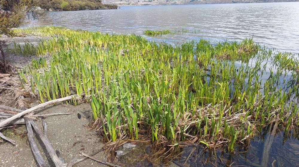 Yellow Flag Iris Phohto Kirk Roberston