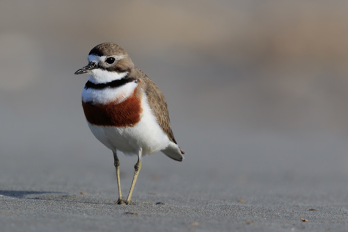 Double Banded Dotterel in New Zealand