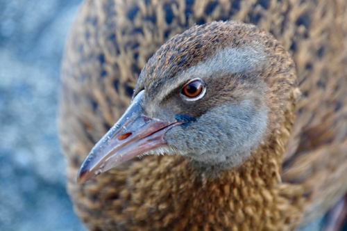 Gallirallus Australis Weka Bird Adobestock 652280398