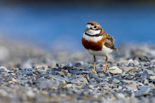 Double Banded Dotterel Charadrius Bicinctus Adobestock 1058201915