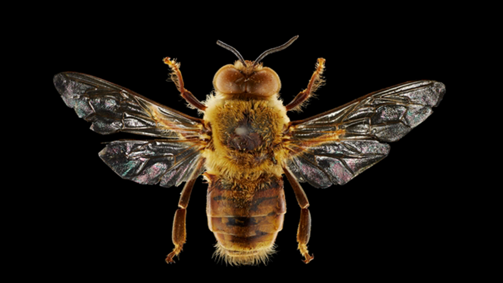 Apis Mellifera Ligustica Spinola, 1806. CC BY 4.0. Te Papa (AI.033457) 2 1920X1080