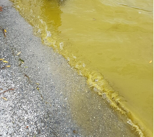 Example Of Cyanobacteria Toxic Algae In Lake