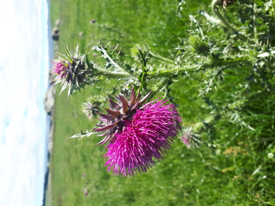 Nodding Thistle Flower