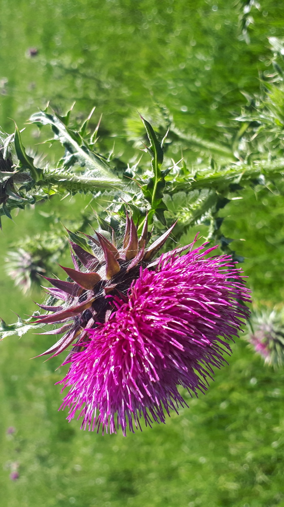 Nodding Thistle Flower