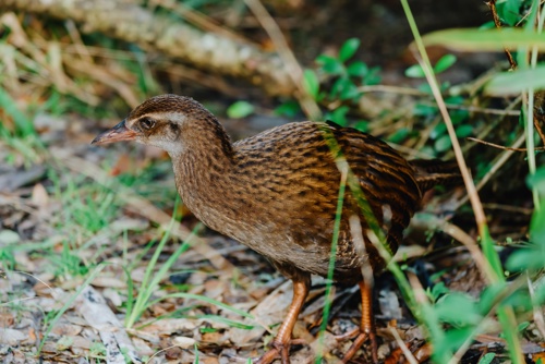 Buff Weka Bird Adobestock 830622333